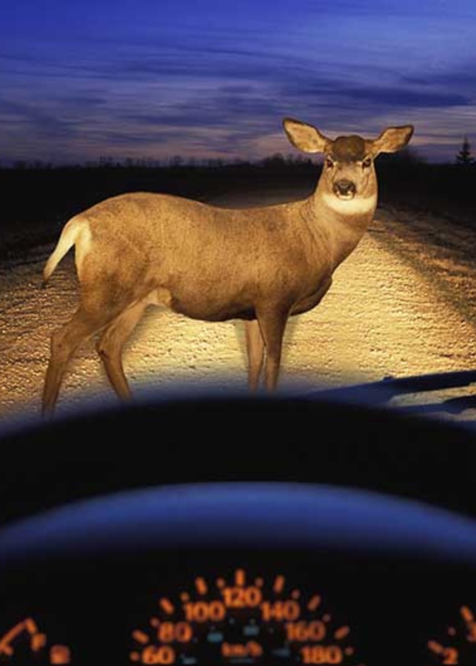 ما الإجراءات التي يجب إتباعها في حالة الاصطدام بحيوان أثناء القيادة