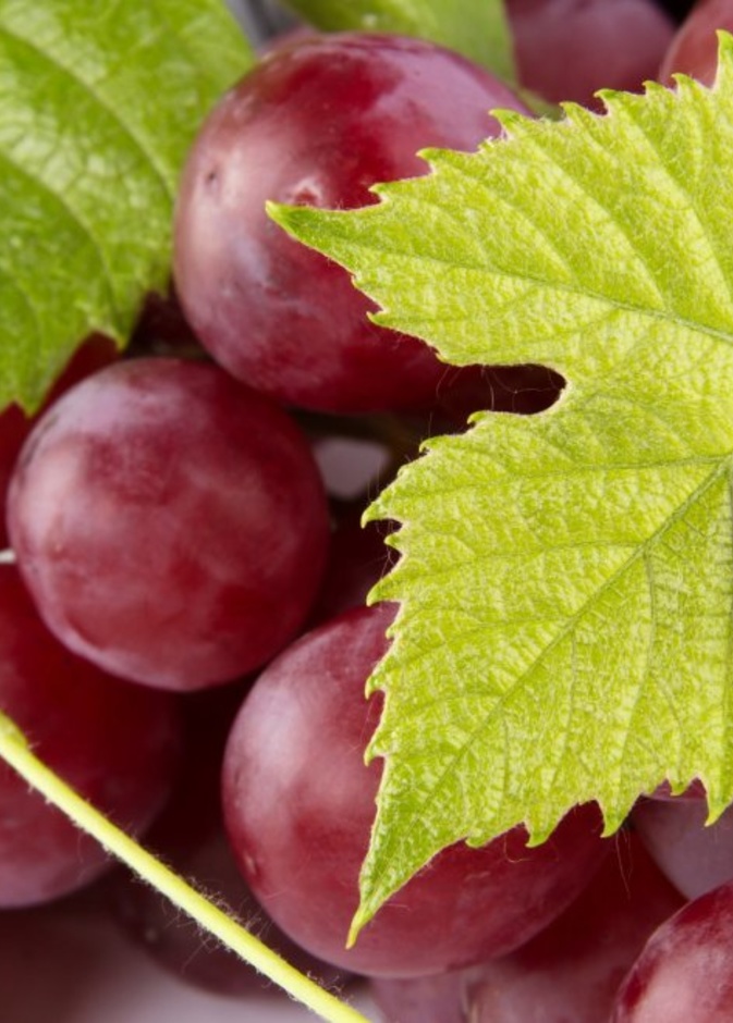 يزيد العنب الاحمر الشعور بالشبع ويمنع تكون الخلايا الدهنية الجديدة