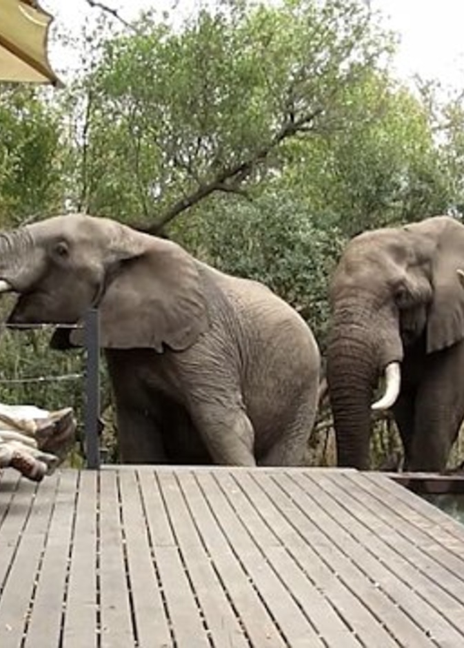  قطيع من الفيلة يفاجئ زوجين في مسبح