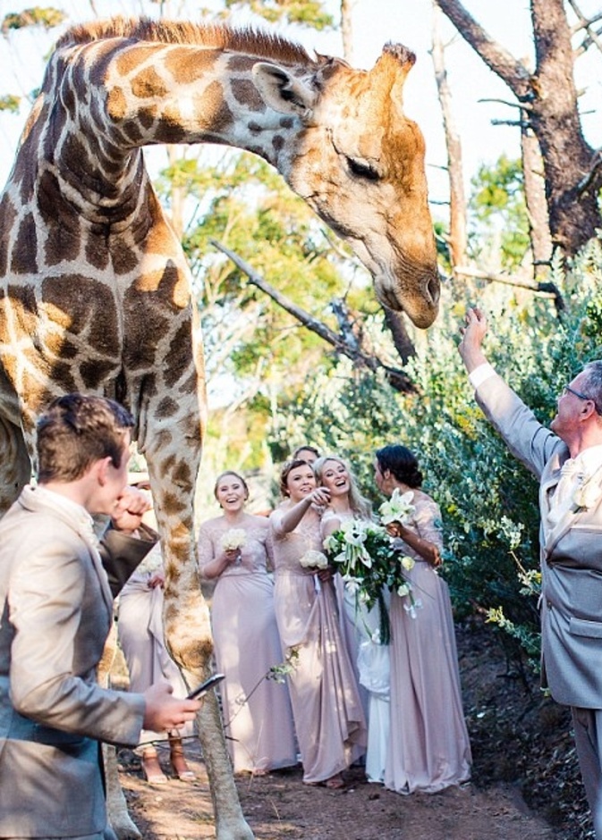 زرافة ضيف مميز وغير مدعو لحفل الزفاف