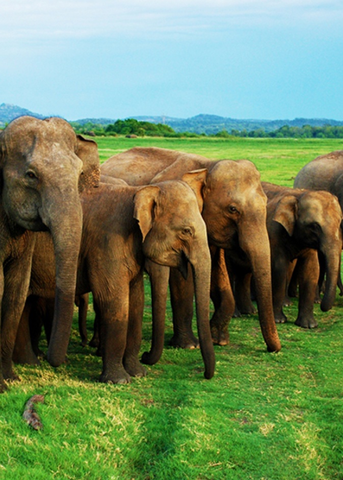 سريلانكا .. أكبر تجمع للأفيال الآسيوية في وقت واحد في العالم