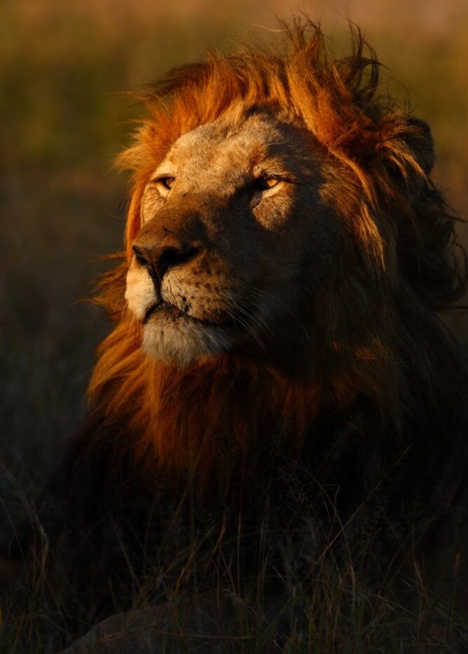 منتزه كروجر الوطني .. الحياة البرية في أجمل أشكالها