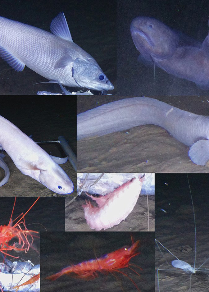 قشريات يندر مشاهدتها