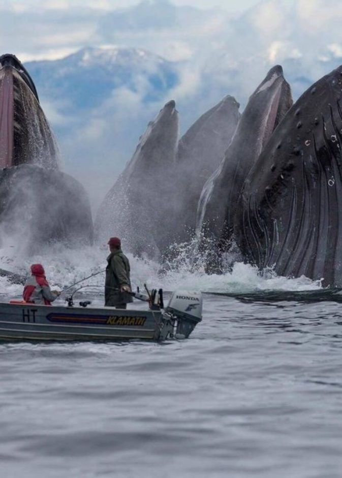 الحوت المرقط