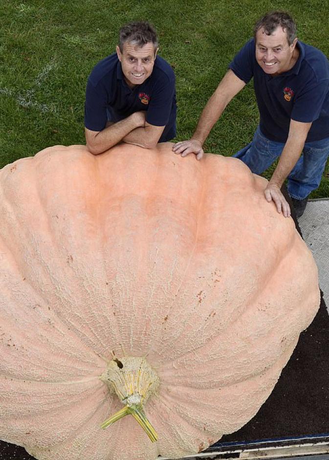 التوأم عمل لمدة 40 سنة في إنماء ثمار اليقطين الضخمة