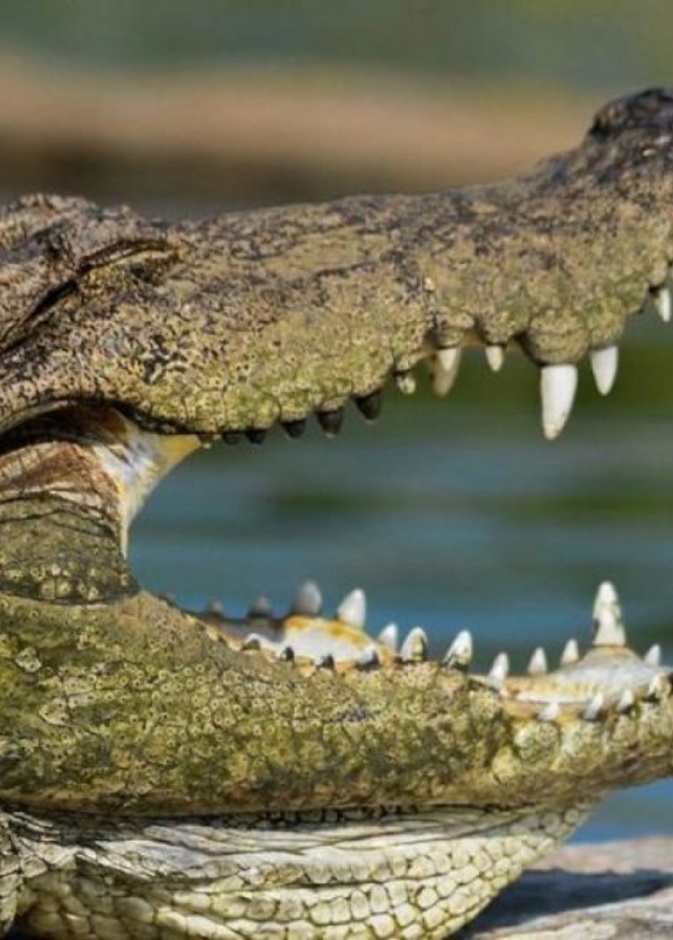 مراهق شجاع يخلص صديقه من فكي تمساح