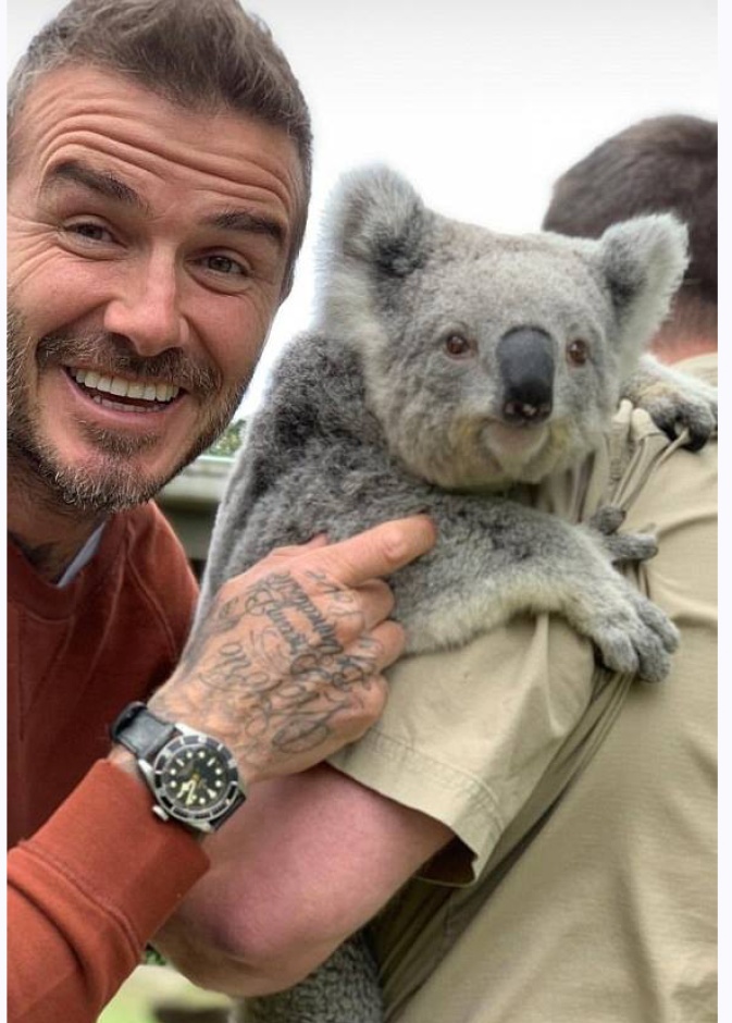 ديفيد بيكهام يقضي أوقاتاً ممتعة مع الكوالا خلال زيارته لحديقة سيدني البرية