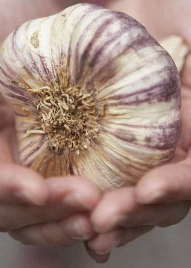 الثوم لتخفيف أعراض البواسير على المدى الطويل