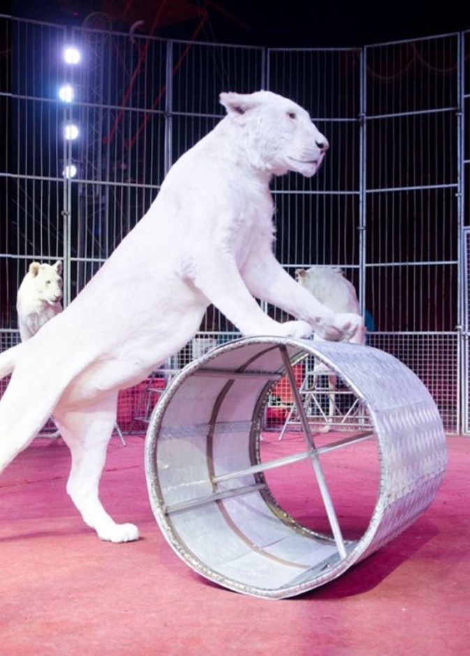 السيرك اللاتيني في "لاست إكزت الخوانيج" دبي