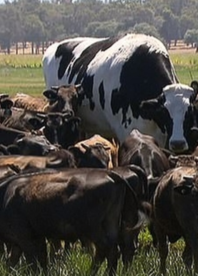 أضخم ثور في أستراليا وزنه 1,400 كجم