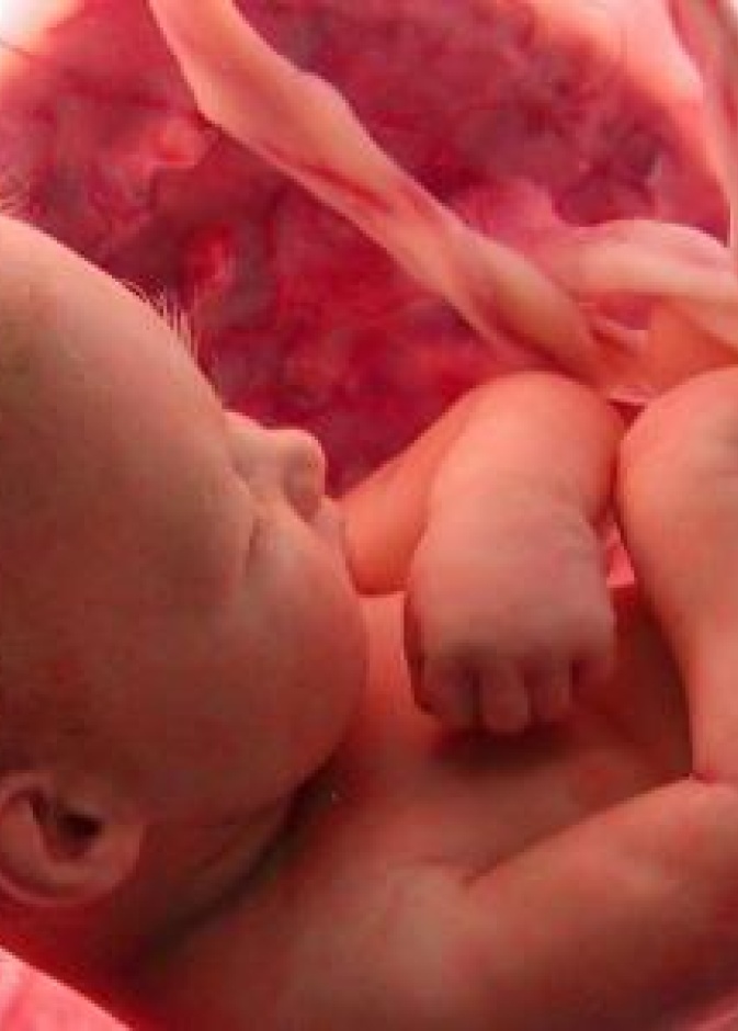 أهم الأطعمة للحامل لتقوية قلب الجنين اثناء الحمل