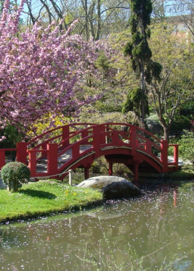 الحديقة اليابانية