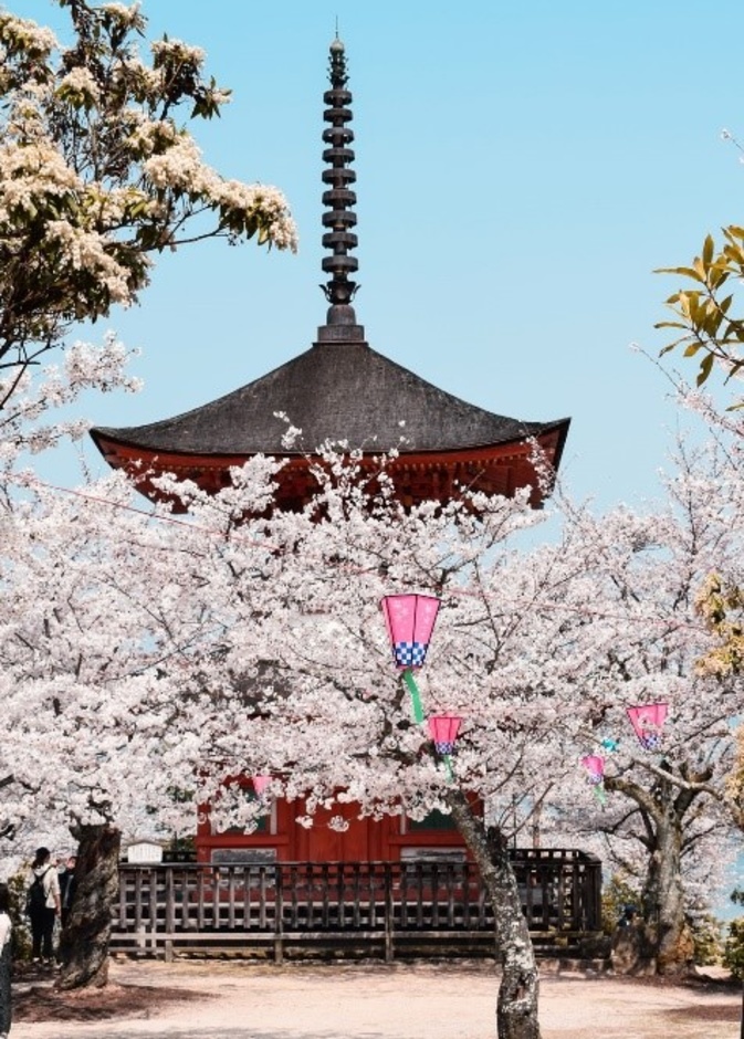 3 وجهات آسيوية لرؤية أزهار الكرز هذا الربيع