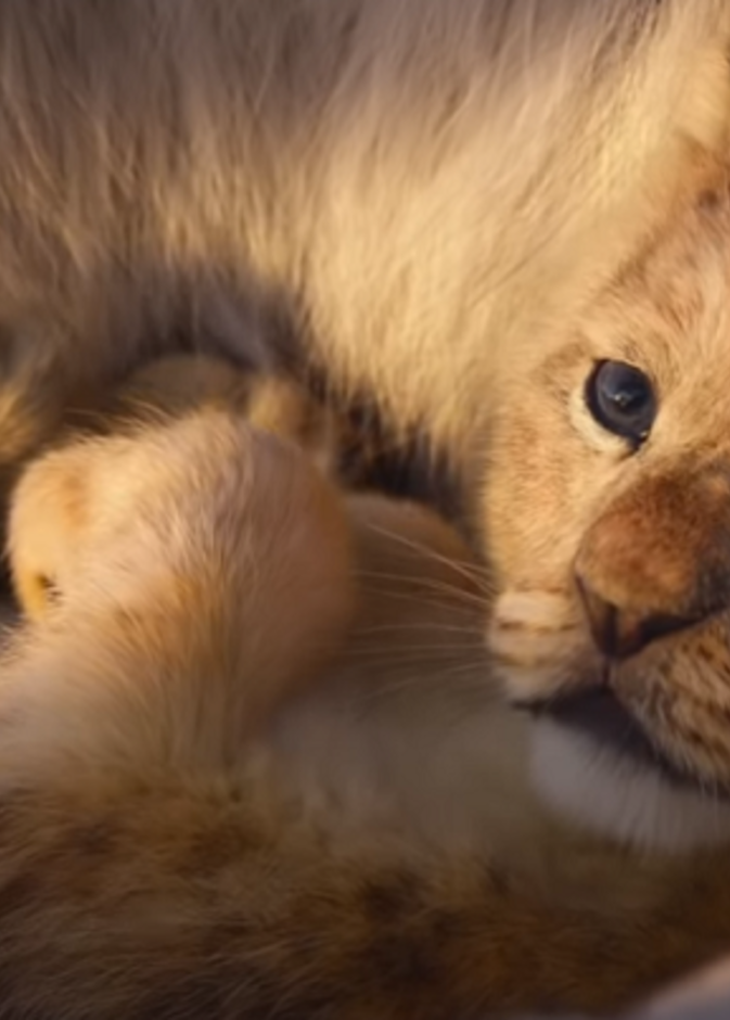 the lion king