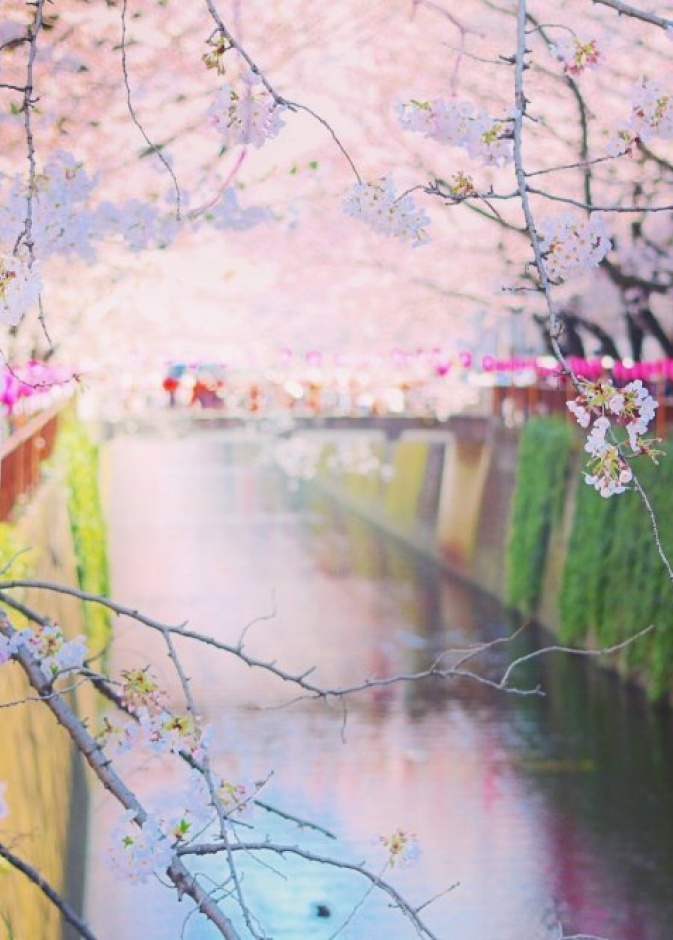 حديقة هيتاشي سي سايد اليابان افضل اماكن شهر العسل في الربيع