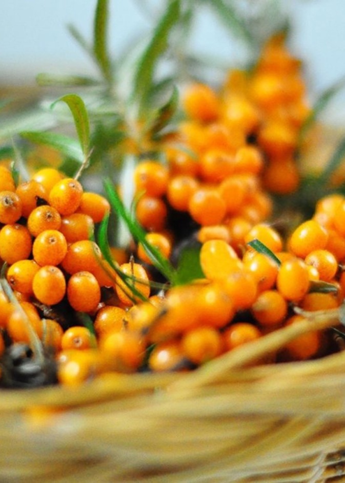 فوائد النبق الجاف لانقاص الوزن