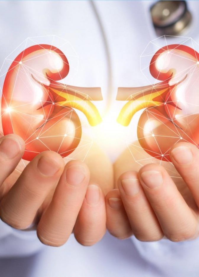 الصيام يحسن من وظيفة الكلى