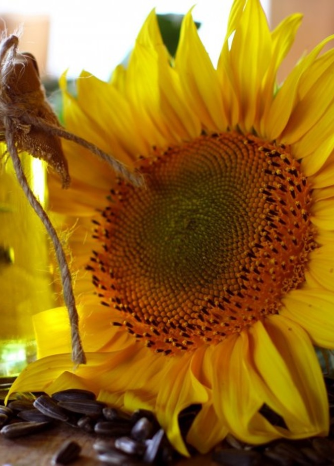 فوائد بذور عباد الشمس للتخسيس