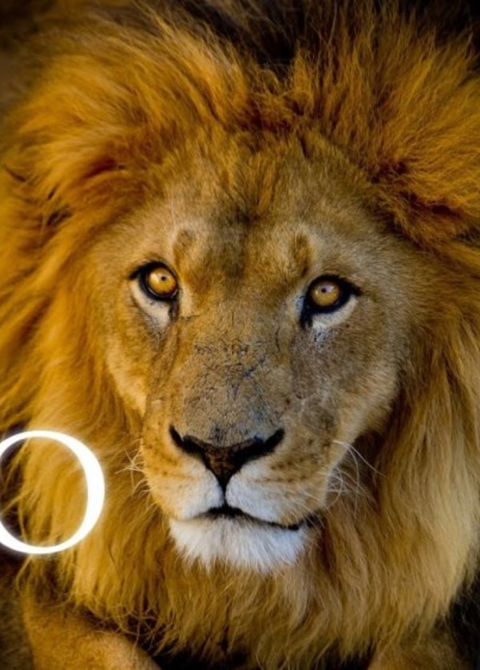  الاعتراف بالخطأ من الجانب الأخر يجعل مواليد برج الأسد في حالة هدوء