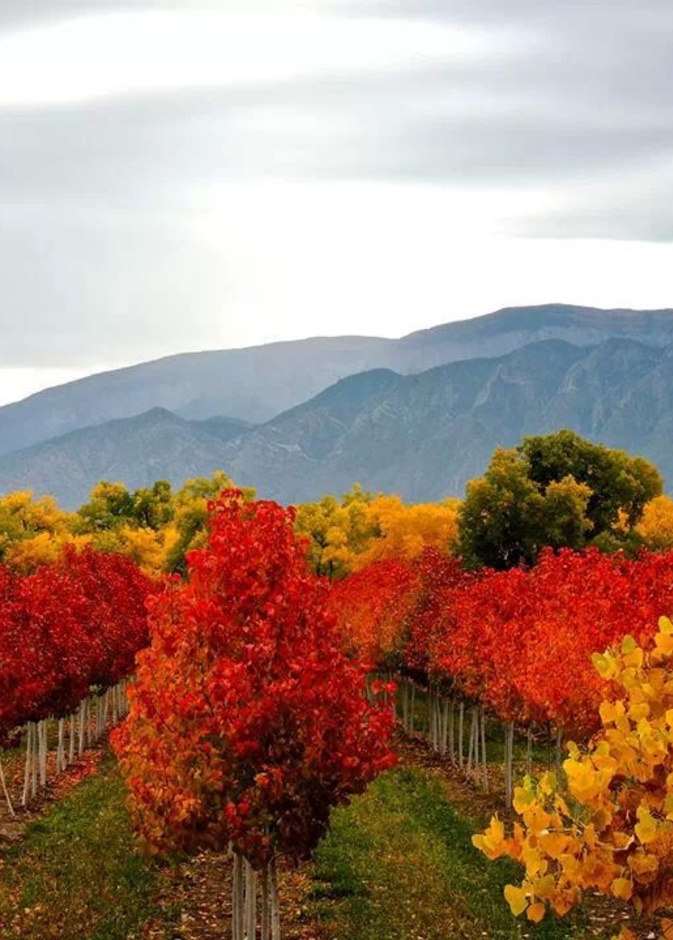 احتفالات المكسيك بالاستقلال