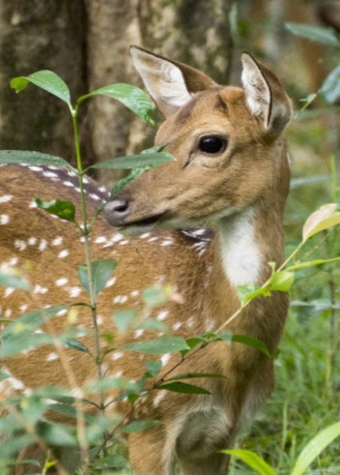 حديقة يالا الوطنية Yala National Park 