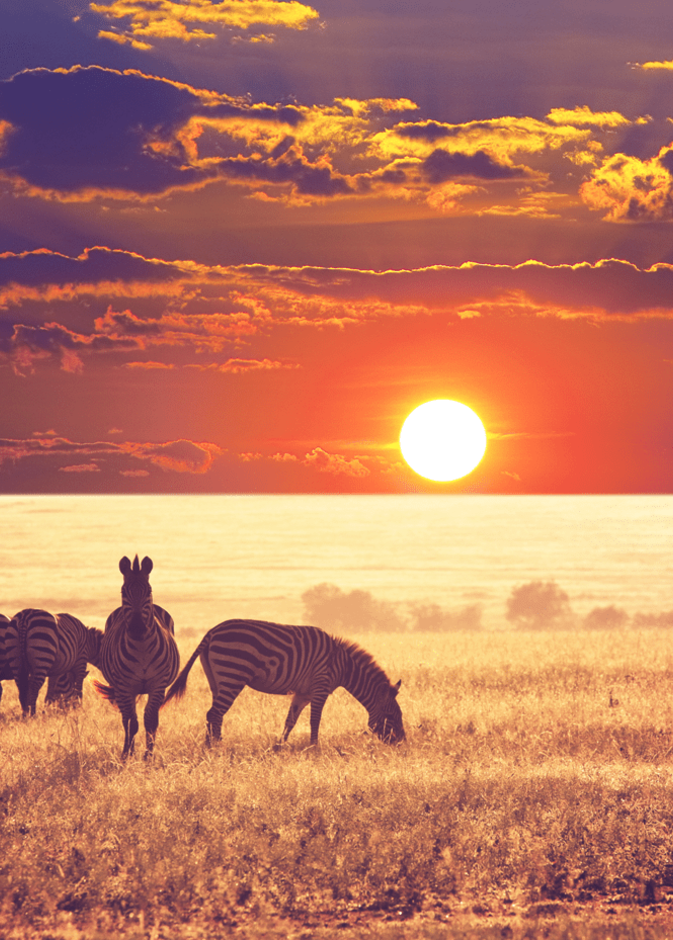 متنزه سيرينغيتي الوطني (Serengeti National Park)، تنزانيا