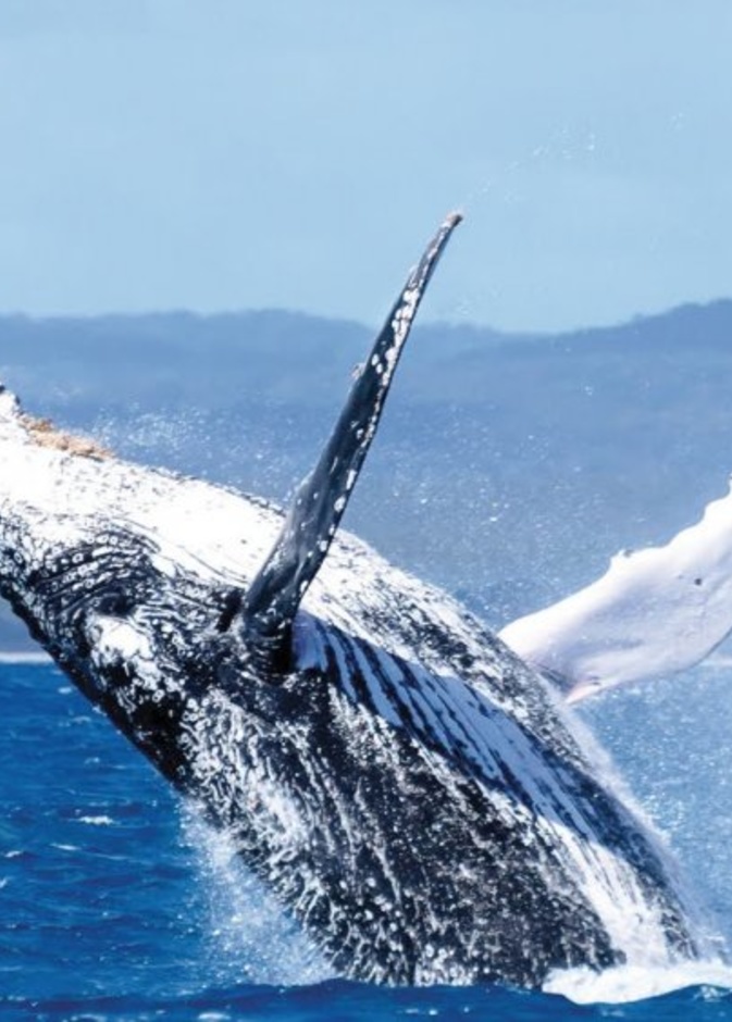 الكنغر في جزيرتهم