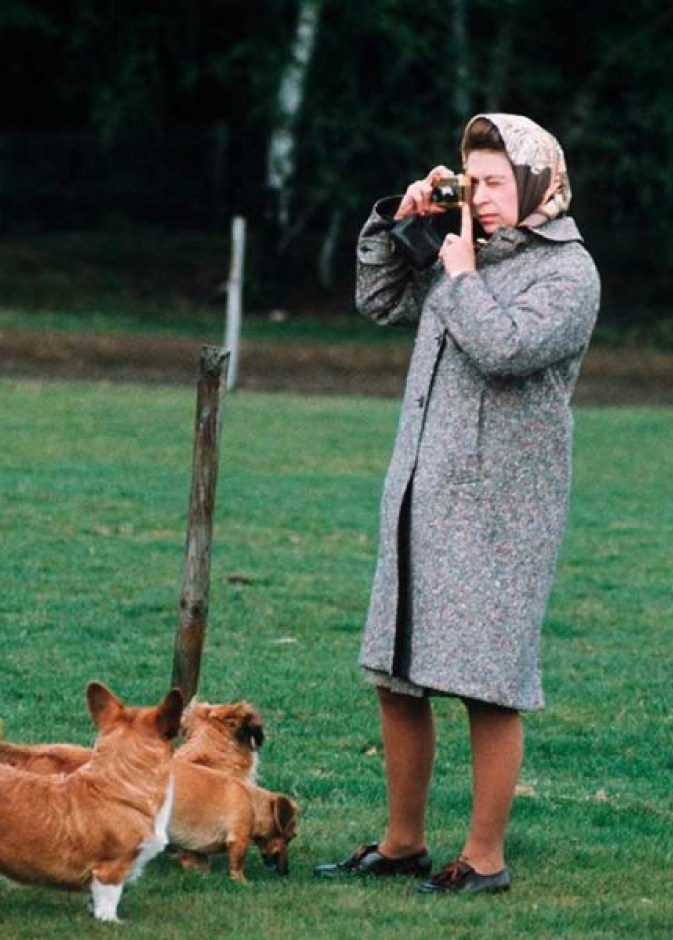 تعرف على ردة فعل الملكة بعد تعثر ضيف في أحد كلابها الأليفة