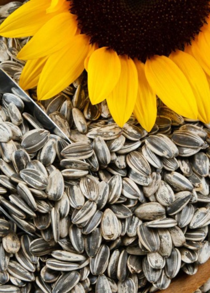 فوائد لب عباد الشمس للتخسيس