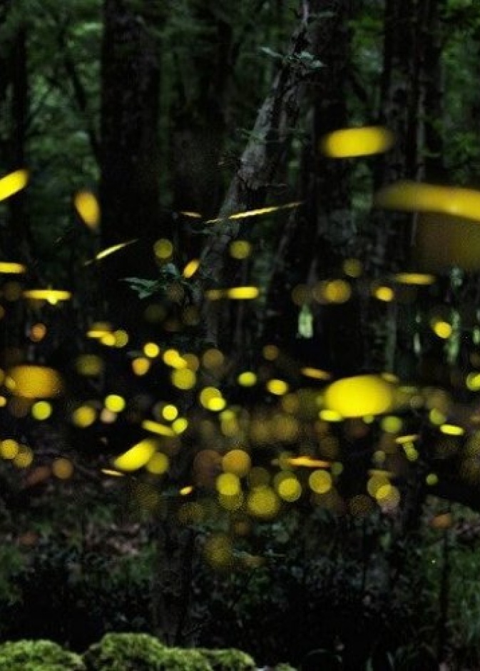 اكتشاف Kuala Selangor Fireflies Resort Park