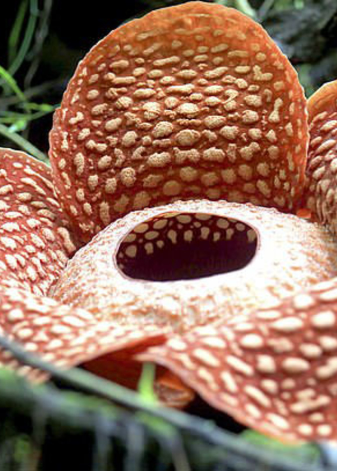 ا أكبر زهرة في العالم