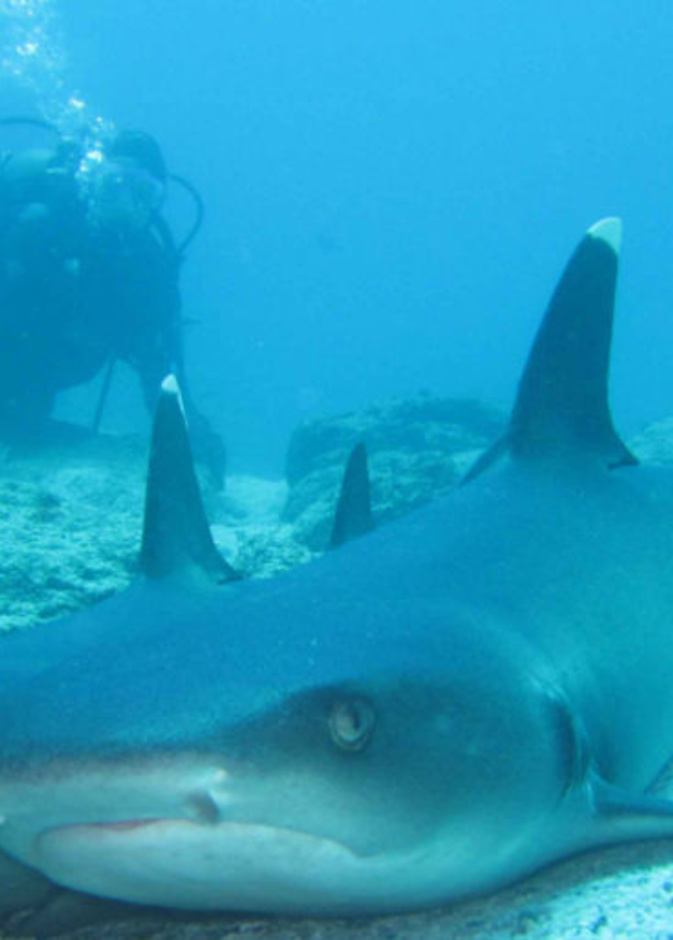 اسماك القرش في جزر غالاباغوس