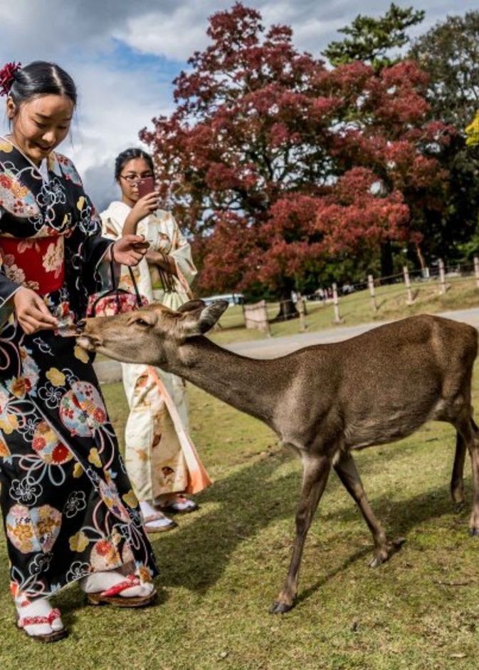أطعم الغزلان في منتزه نارا