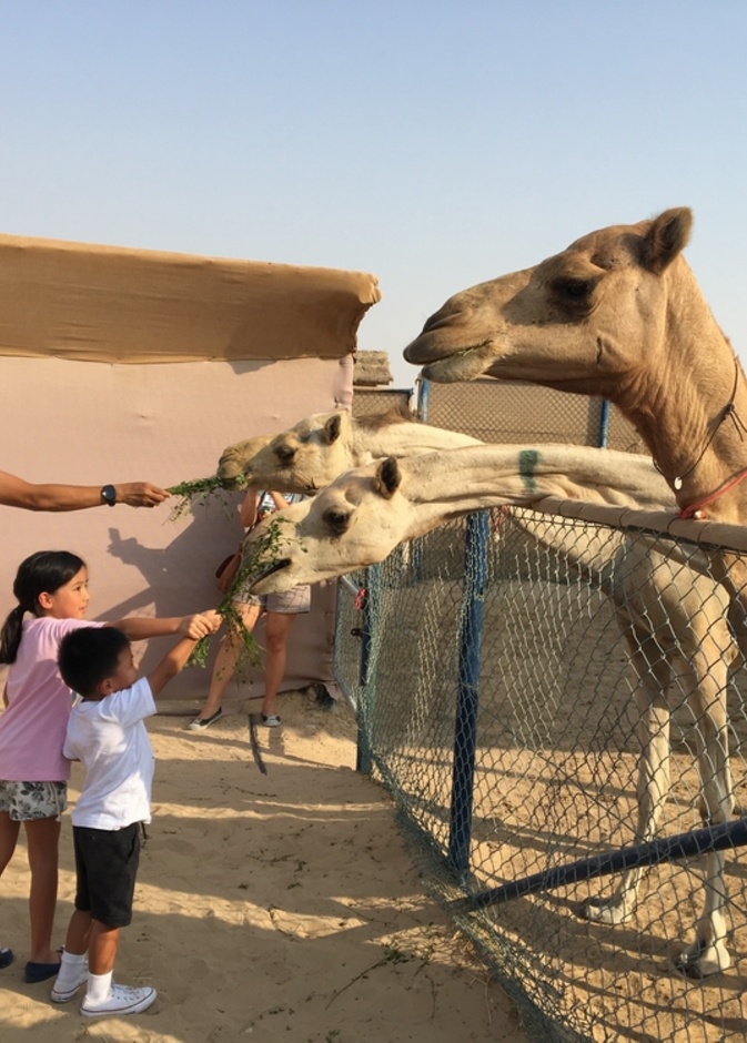  أنشطة متعددة بميزانية مناسبة مع QiDZ