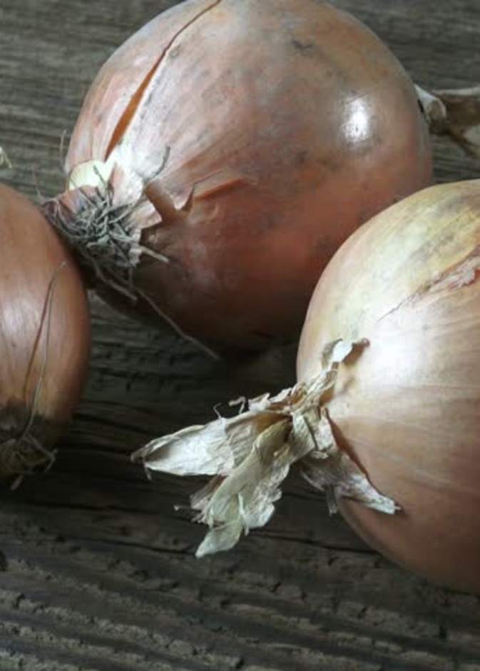البصل المتعفن يمكن أن يسبب الوفاة