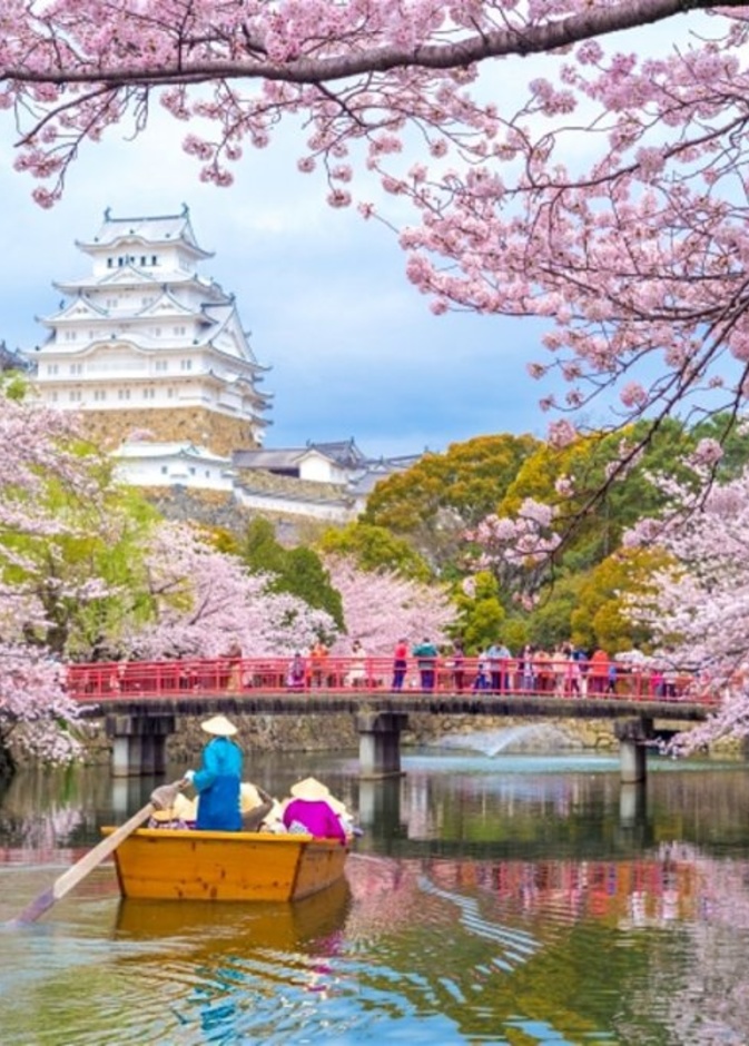 تعرف الى تفاصيل موسم ازهار الكرز