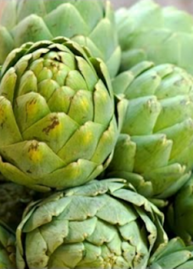 أوراق الخرشوف تعزز صحة الكبد و القولون