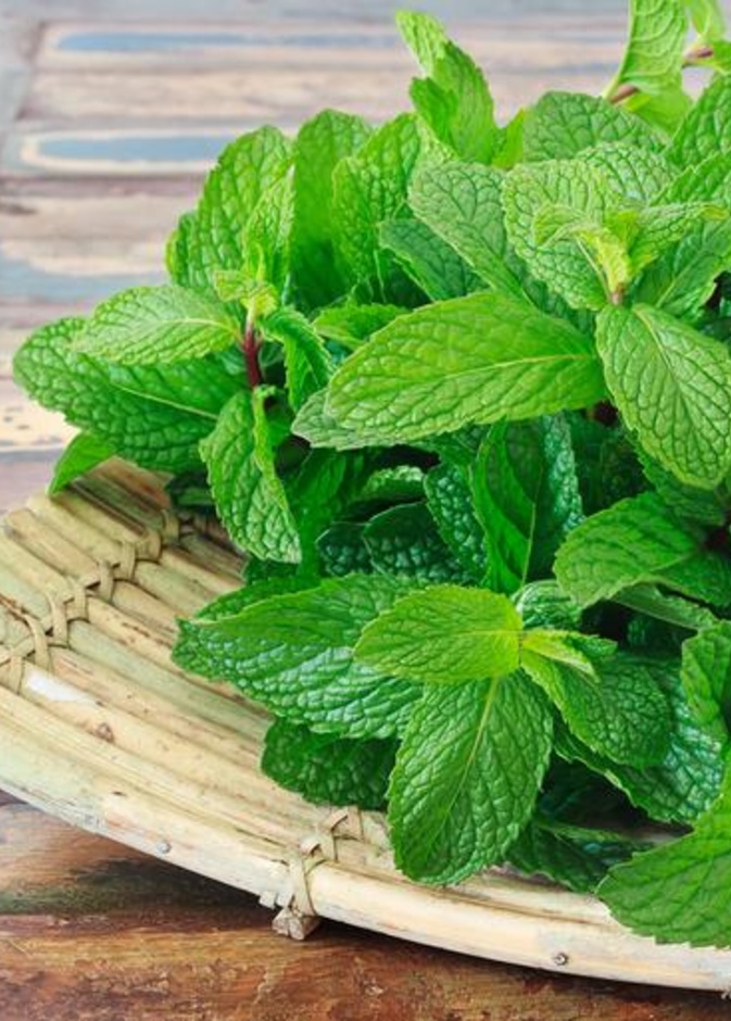  النعناع يقي من الأمراض السرطانية