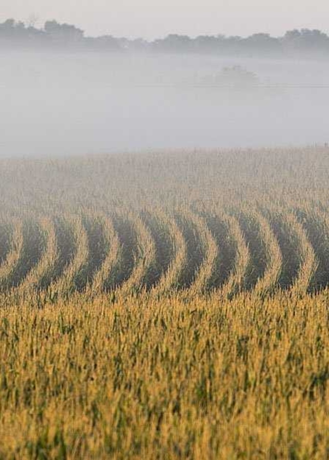 استخدم شواؤتو الة نثر البذور لكتابة العبارة فوق حقل الذرة