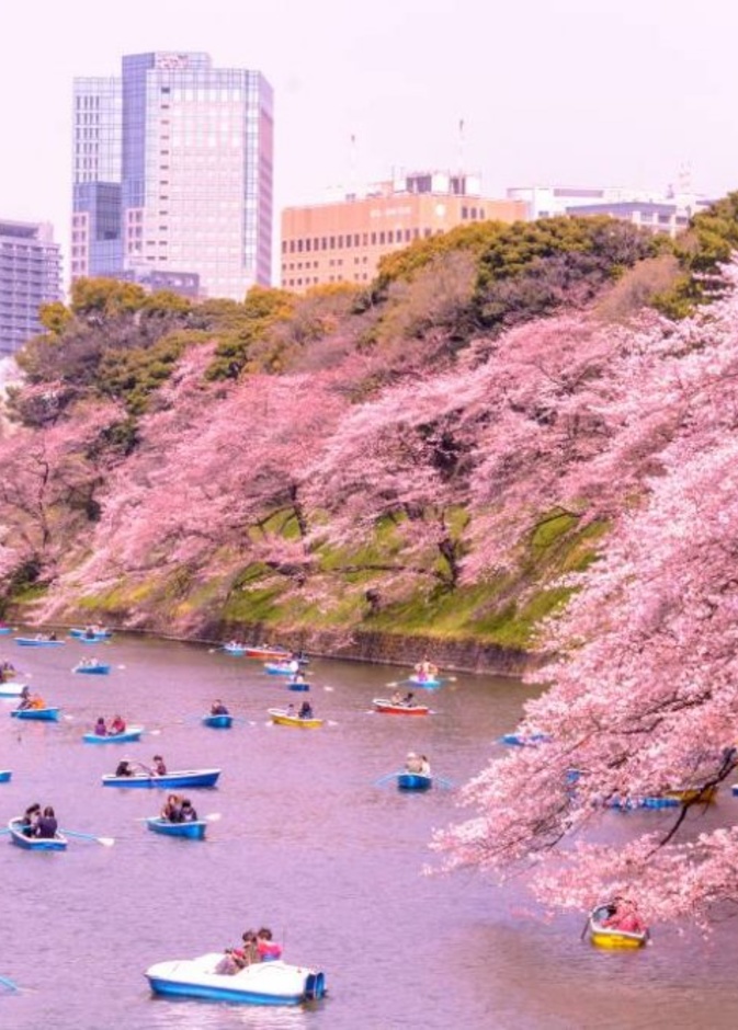  ازهار الربيع في طوكيو