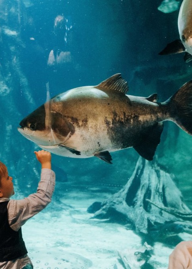 حديقة أكواريوم جورجيا Georgia Aquarium