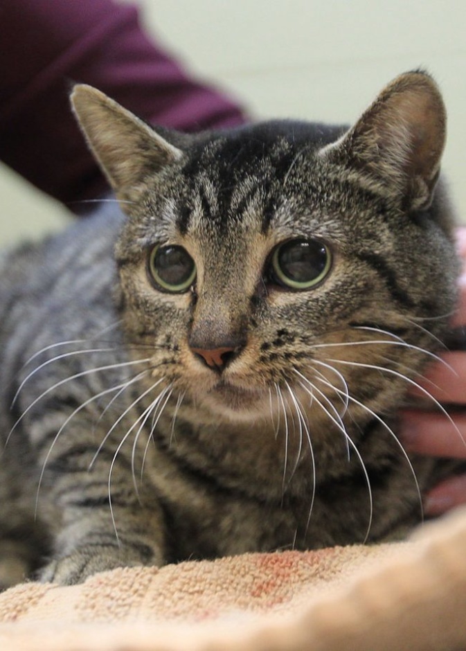 فيروس كورونا الجديد