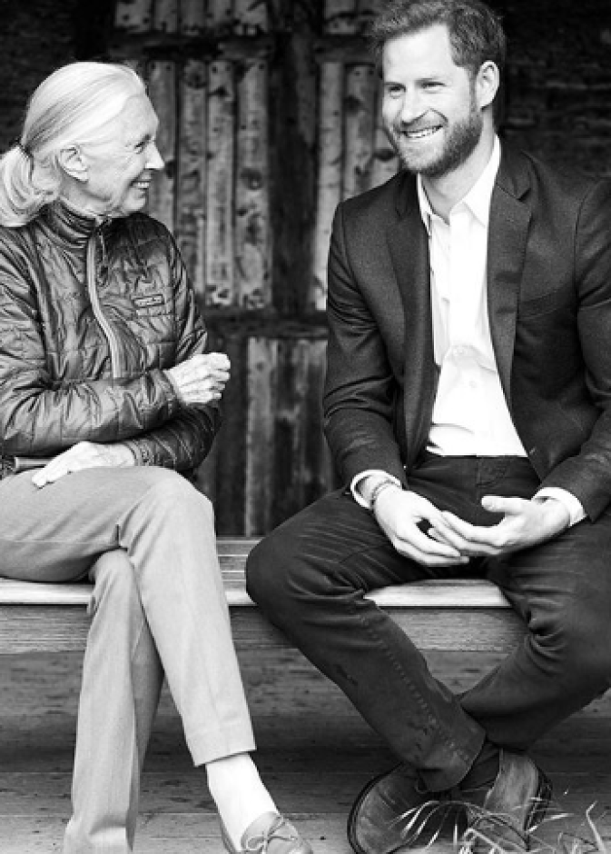 الأمير هاري ود. جين جودال