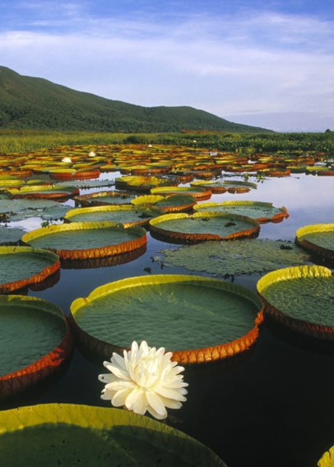 حدائق أدولفو داك النباتية Adolpho Ducke Botanical Gardens، ماناوس