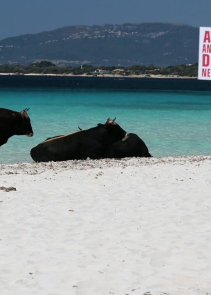  حيوانات برية على شاطئ كوتي شيافاري في جزيرة كورسيكا الفرنسية