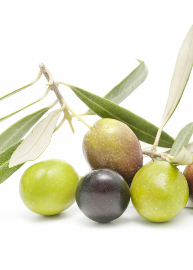  فوائد أوراق الزيتون لإنقاص الوزن