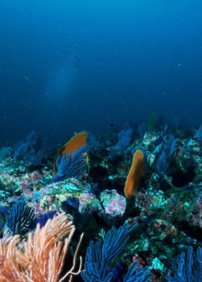 Francisco Jess Navarro Hernndez