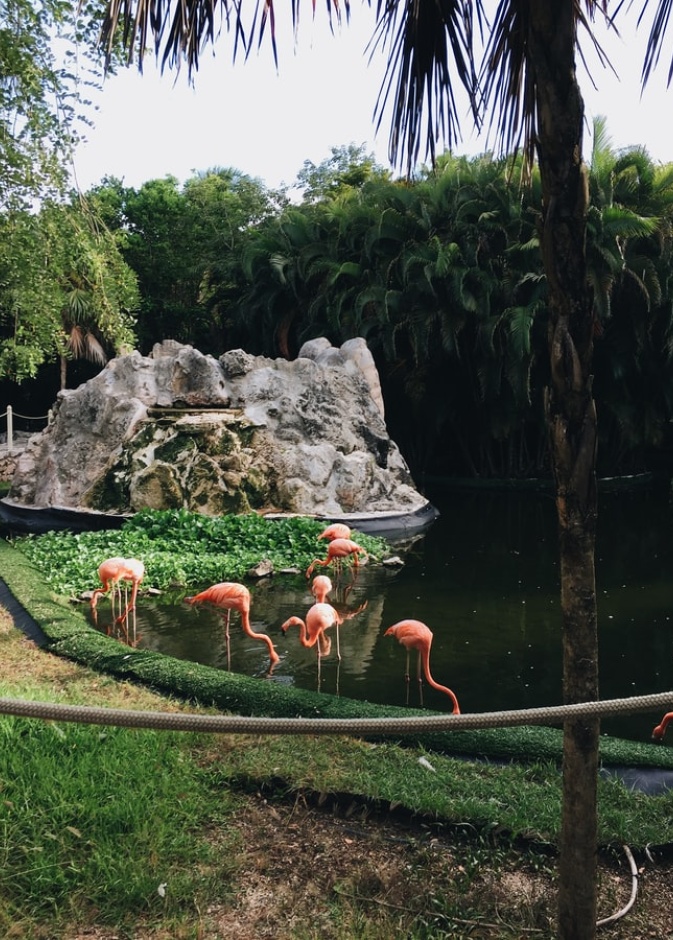 حديقة حيوان أرتيس رويال Artis Royal Zoo بواسطة Ana San Juan