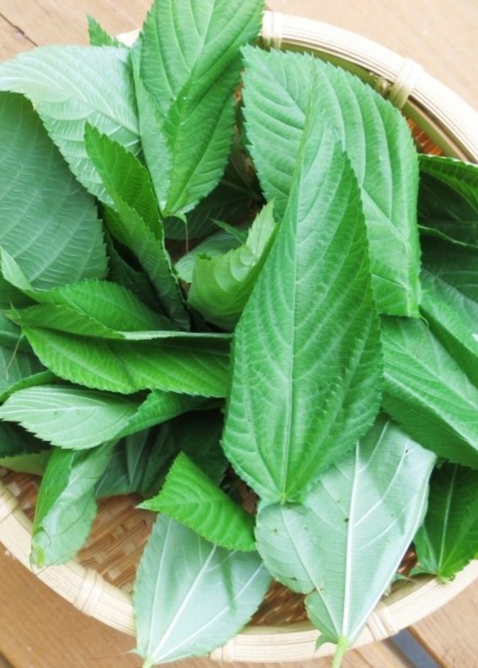 فوائد الملوخية الصحية