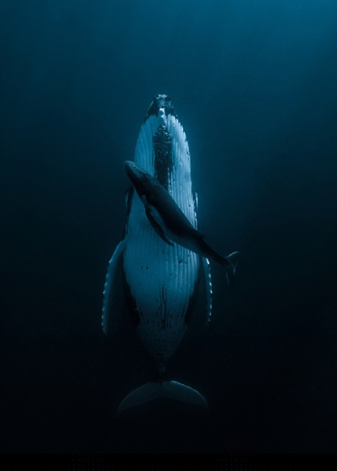 شاهدوا الصور الفائزة بجائزة حمدان بن محمد الدولية للتصوير موسم "الماء"